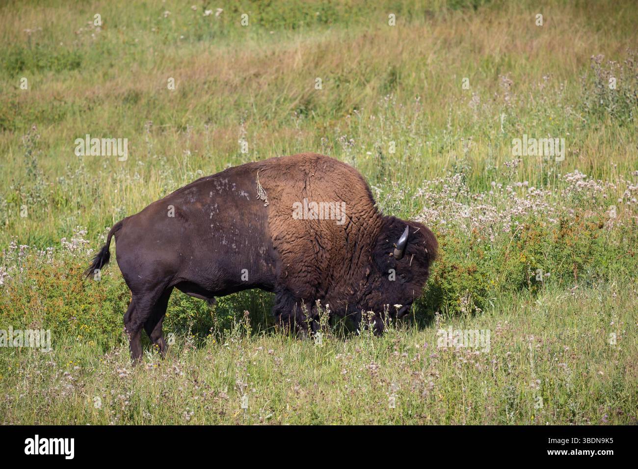 Bisonte americano (Bison bison) che pascolano in un campo al Terry Bison Ranch vicino Cheyenne, Wyoming Foto Stock