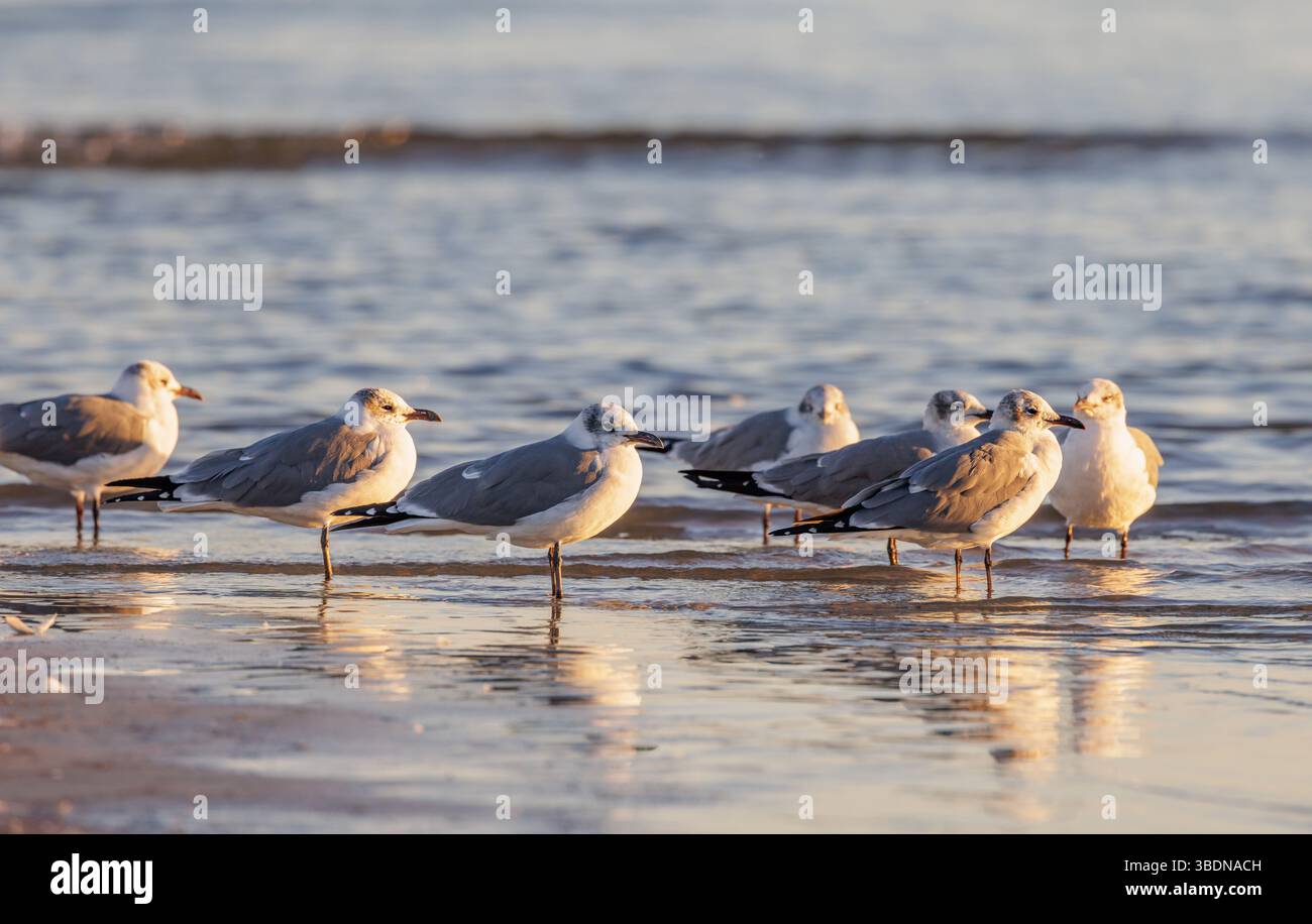 Gabbiani che si tuffano lungo il litorale alla ricerca di cibo lungo la costa del Golfo del Mississippi alla luce della sera Foto Stock