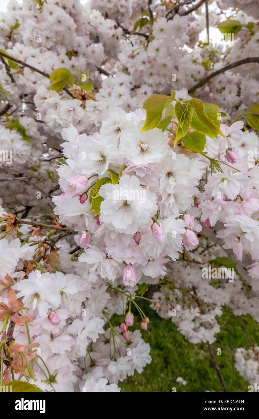 Ciliegio giapponese fiorito in piena fioritura Foto Stock