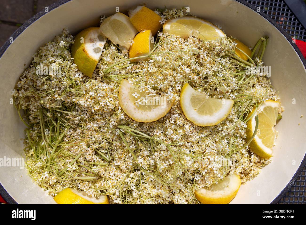 Preparazione del succo di sambuco utilizzando fiori Sambucus nigra (Elder) e fette di limone fresco" Foto Stock