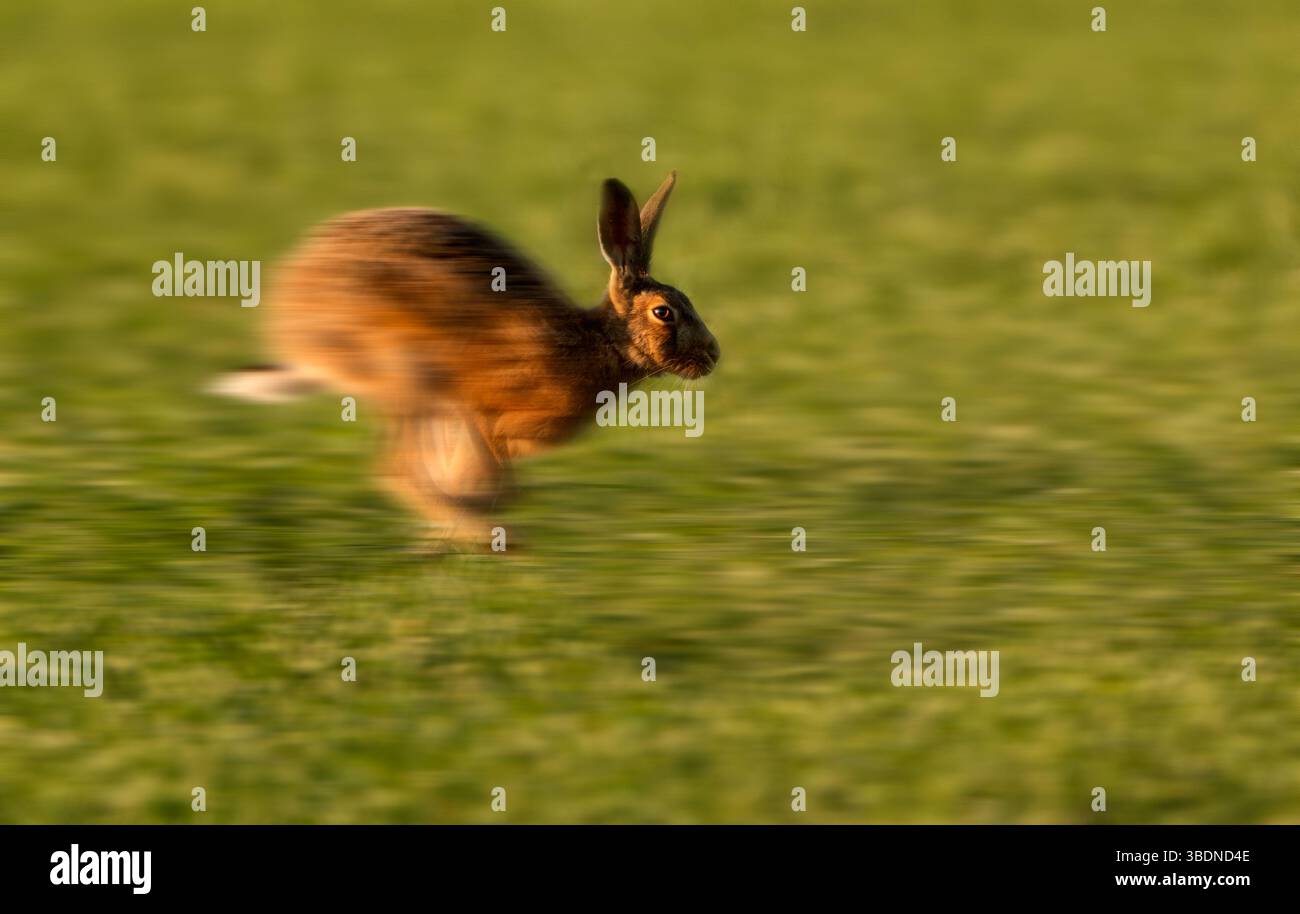 Brown Hare (Lepus europaeus) corre veloce con motion blur, Norfolk Foto Stock