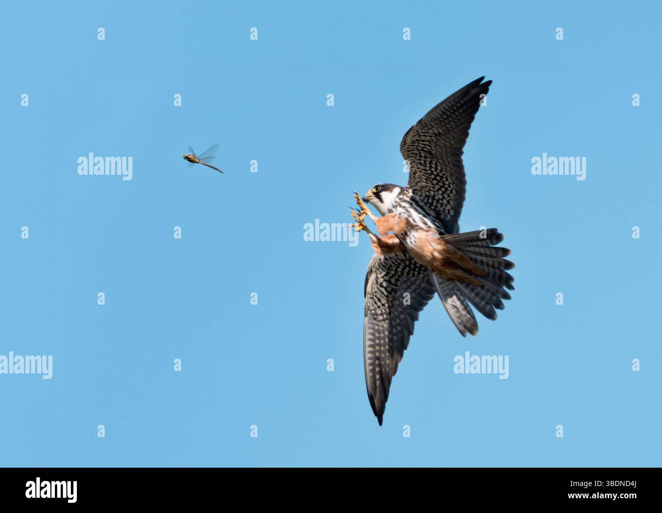 Un Hobby (Falco subbuteo) sta per prendere una libellula, Norfolk Foto Stock