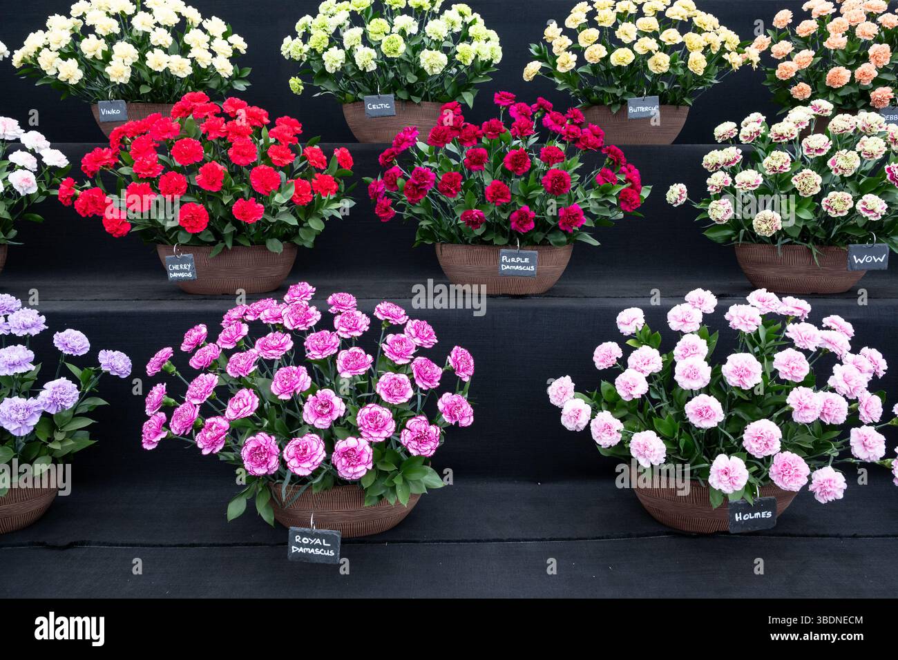Mostra di garofano al Chelsea Flower Show Foto Stock