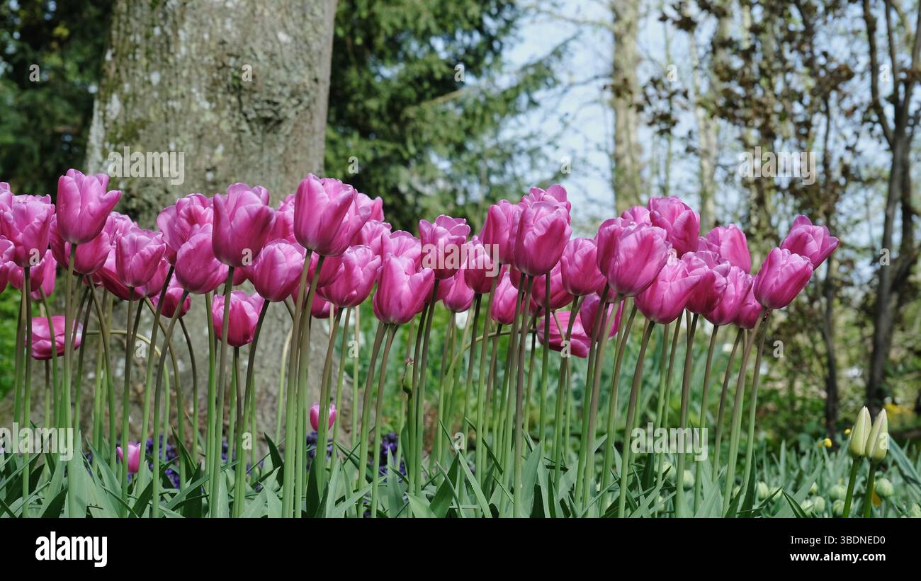 Vibranti tulipani magenta in un giardino primaverile Foto Stock