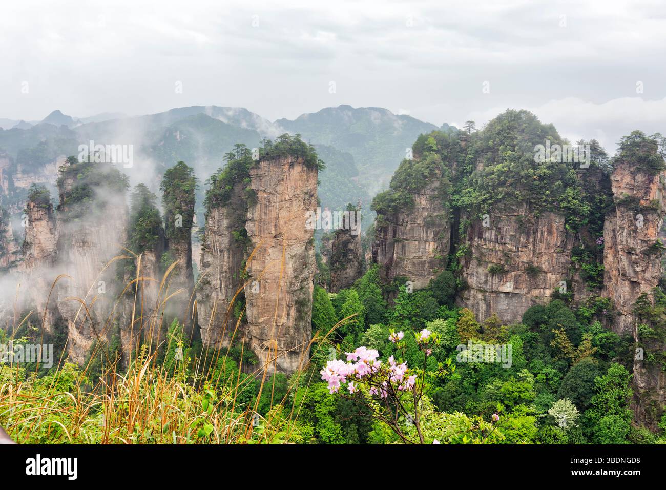 Famosa attrazione turistica della Cina - Zhangjiajie pilastri di pietra cliff montagne nella nebbia di nuvole a Wulingyuan, Hunan, Cina Foto Stock