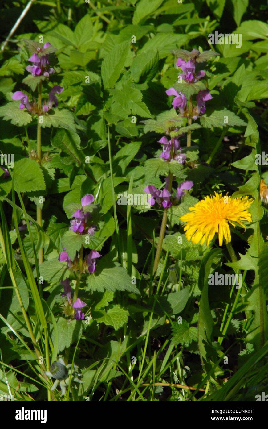 Ortiche morte viola (Lamium) e un dente di leone giallo (Taraxacum) che fioriscono insieme in un prato primaverile Foto Stock
