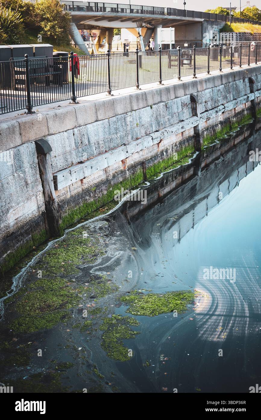 Alghe verdi che galleggiano nel bacino del porto trasportando rifiuti e oggetti gettati sulla superficie dell'acqua, Regno Unito Foto Stock