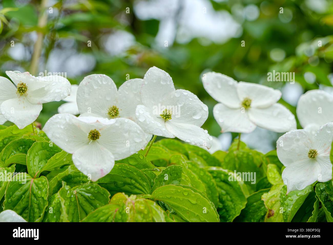 I fiori bianchi di legno di Dogwood Kousa sono pieni di pioggia su foglie verdi lussureggianti Foto Stock