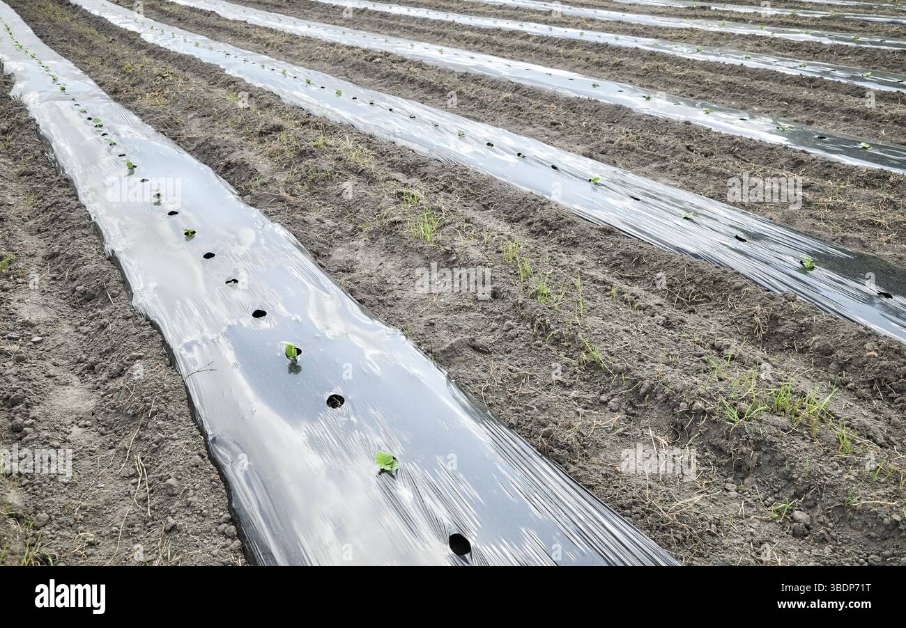 Patch di piantine di cetriolo ricoperta di pellicola di plastica. Foto Stock