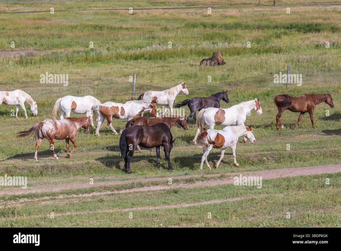 I cavalli sono stati trovati al pascolo al Terry Bison Ranch vicino a Cheyenne, Wyoming Foto Stock