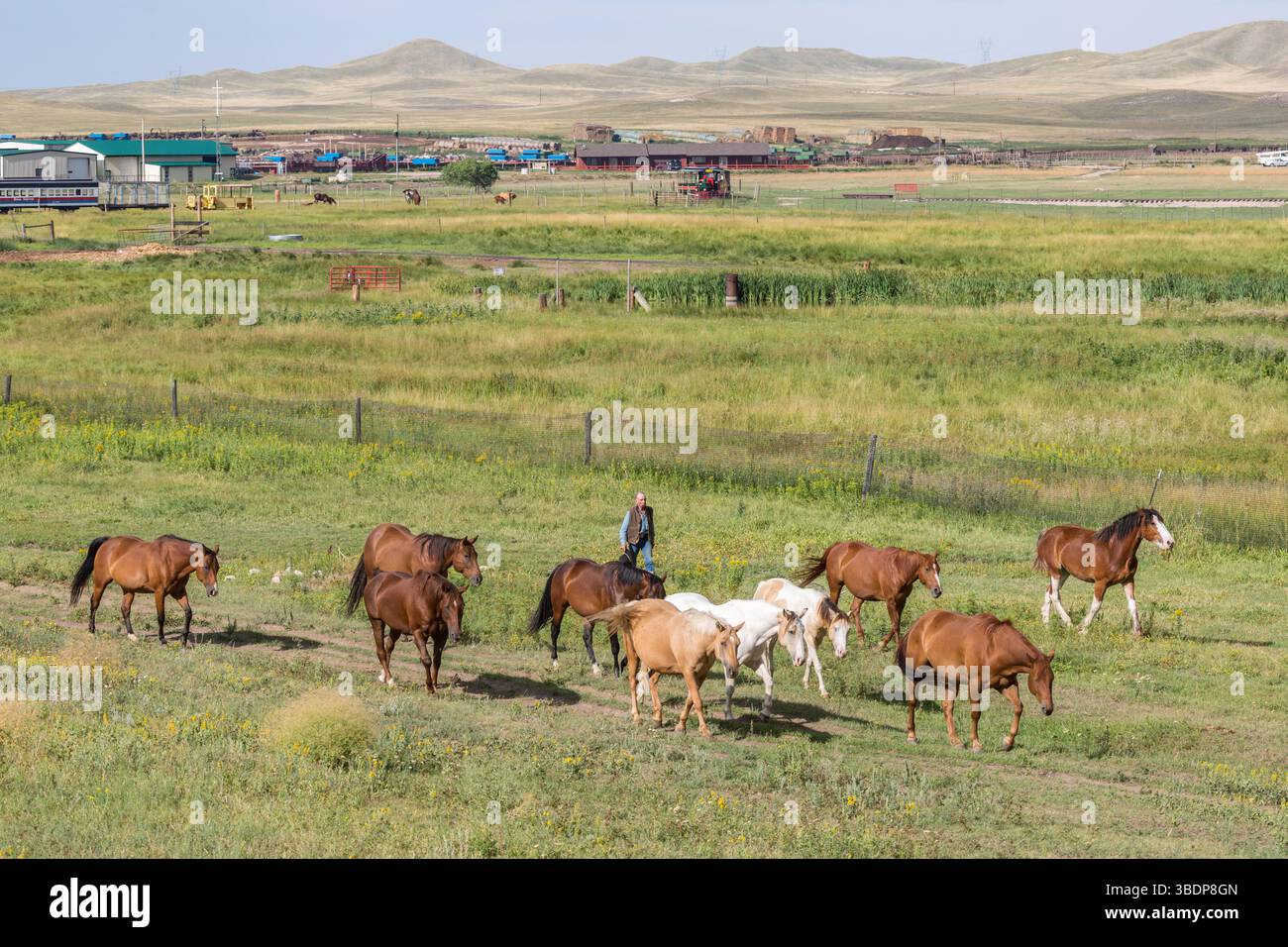 Vecchio cowboy che porta i cavalli al pascolo al Terry Bison Ranch vicino Cheyenne, Wyoming Foto Stock