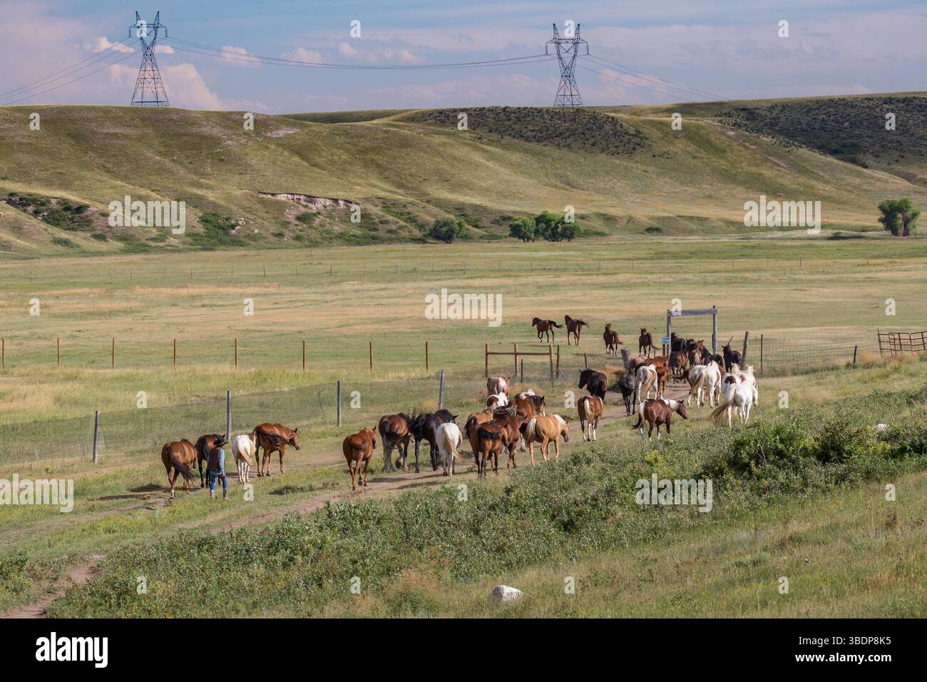 Vecchio cowboy che porta i cavalli al pascolo al Terry Bison Ranch vicino Cheyenne, Wyoming Foto Stock