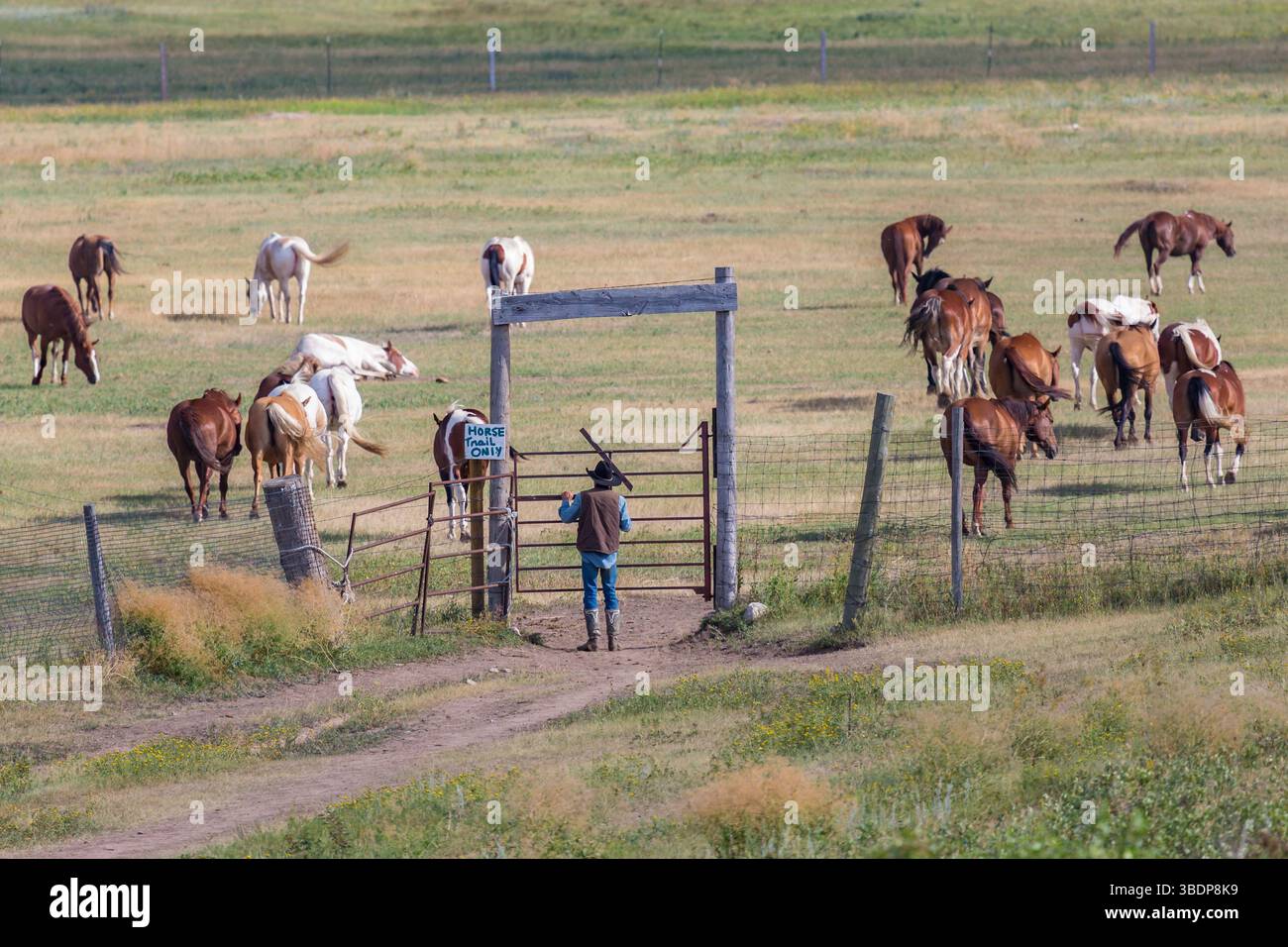 Vecchio cowboy che porta i cavalli al pascolo al Terry Bison Ranch vicino Cheyenne, Wyoming Foto Stock