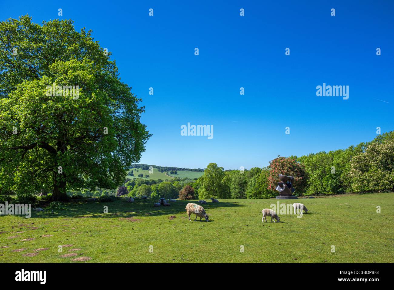 Pecora di fronte al grande pezzo fuso (Bronze, 1968) di Henry Moore, Yorkshire Sculpture Park, West Bretton, Wakefield, West Yorkshire, Inghilterra, Regno Unito Foto Stock