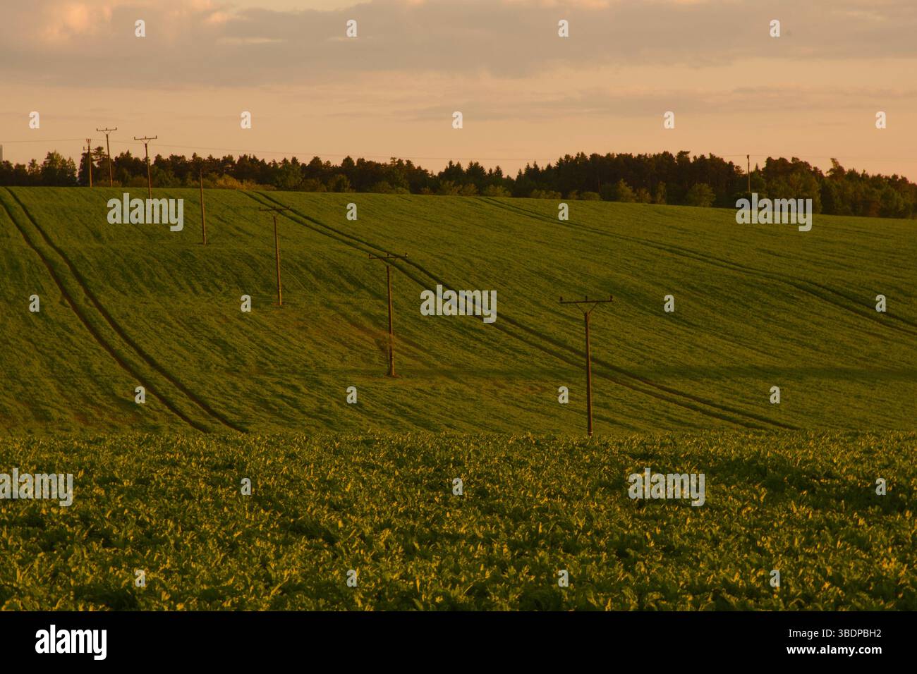 Campo di rotolamento, pali di potenza, bagliore al tramonto, linee verdi. Foto Stock