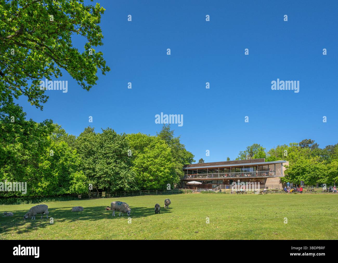 Pecore di fronte al Visitor Centre, Yorkshire Sculpture Park, West Bretton, Wakefield, West Yorkshire, Inghilterra, Regno Unito Foto Stock