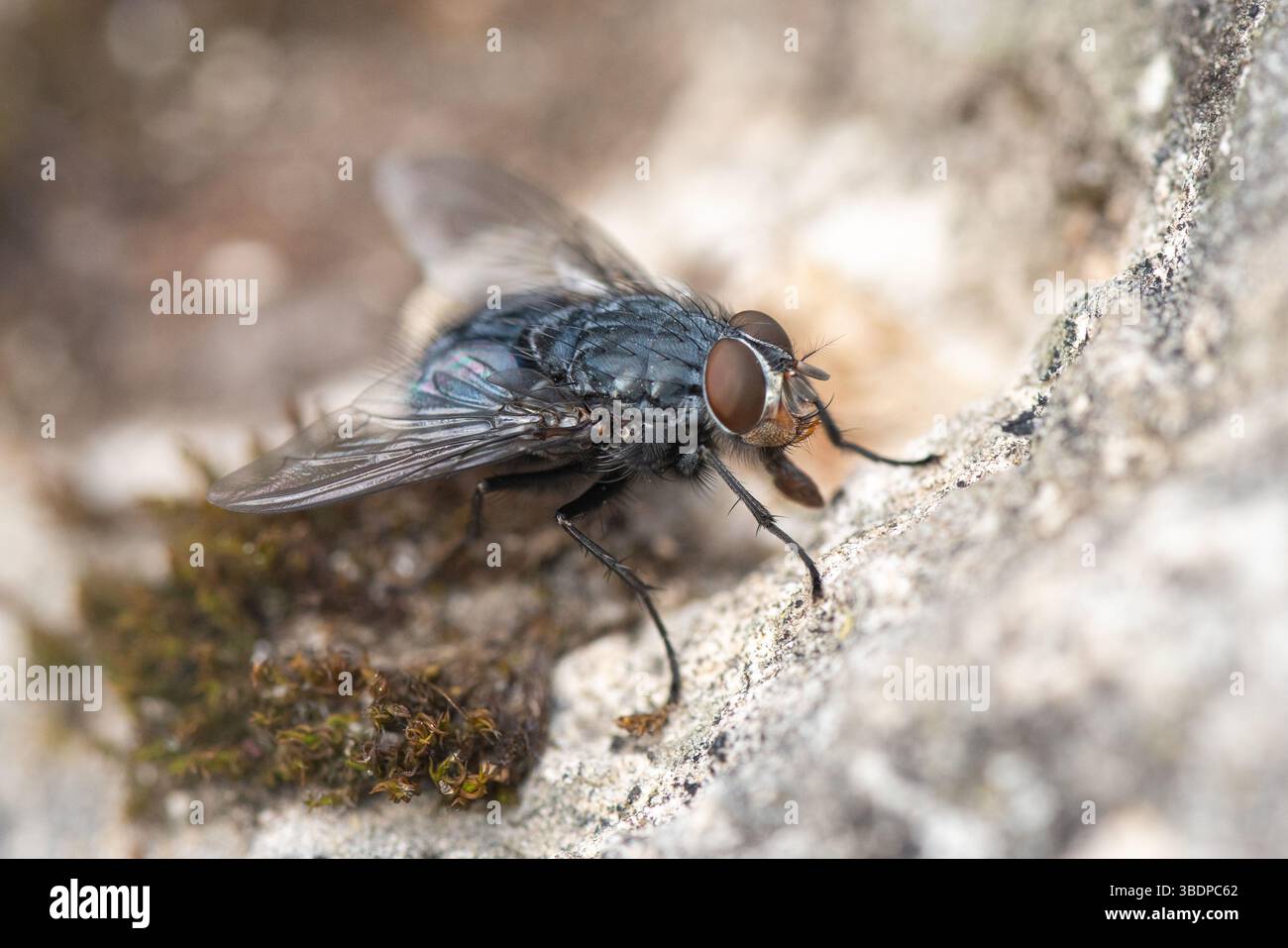 le comuni mosche della casa si aprono su una superficie ruvida, catturate con dettagli nitidi che rivelano l'intricata struttura degli occhi composti, del corpo delle setole e. Foto Stock