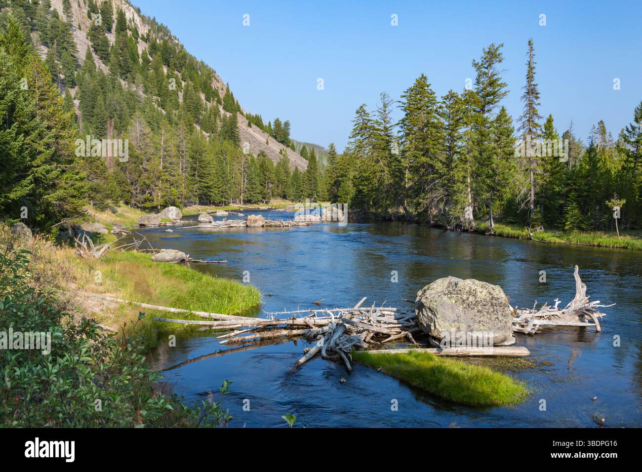 Marmellata di tronchi sul fiume Madison che scorre attraverso alberi di pino lungo l'autostrada 191 vicino all'ingresso occidentale del parco nazionale di Yellowstone, Wyoming Foto Stock