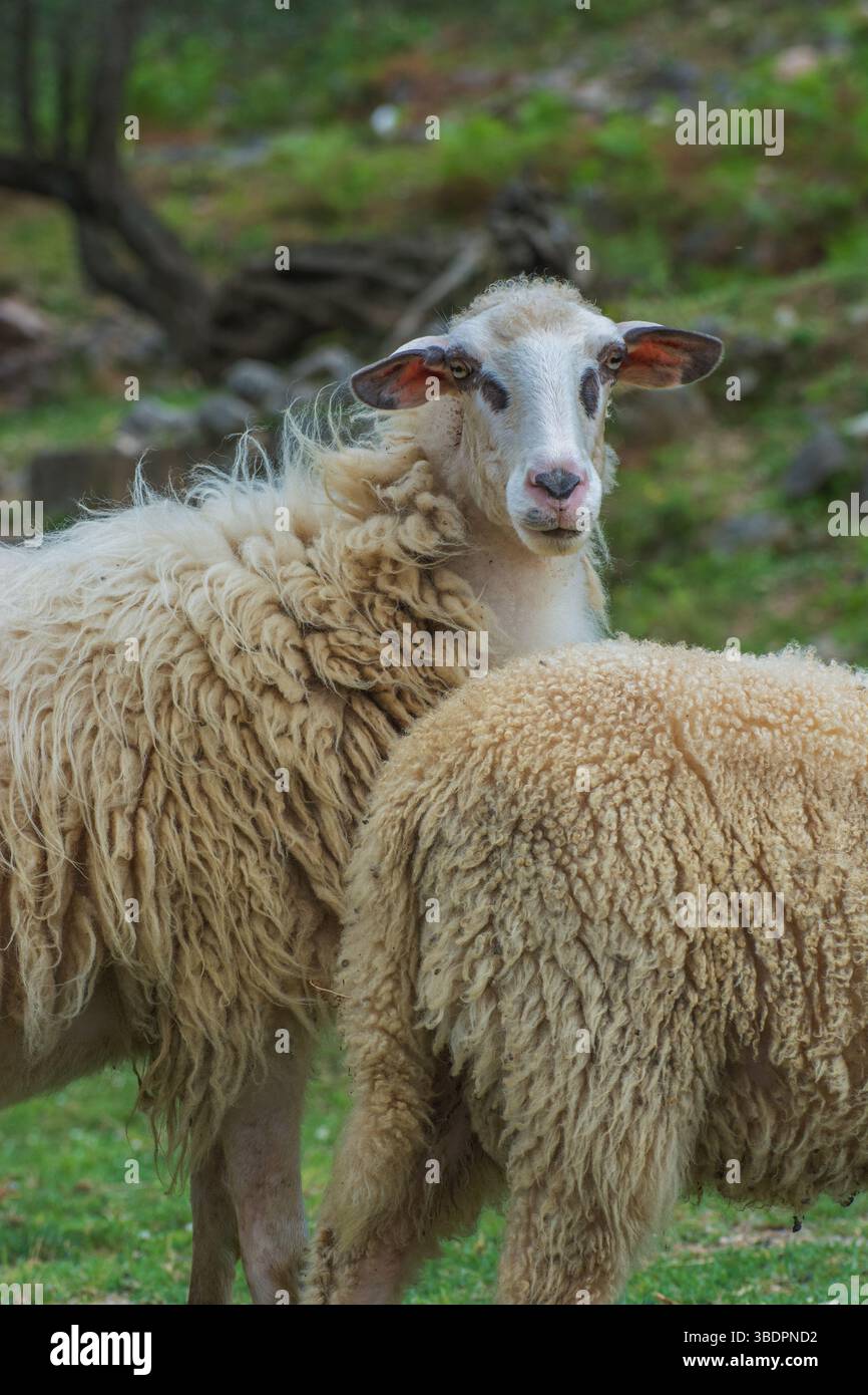 Ritratto della pecora di Pramenka (Ovis aries) con testa corta. Indigena del Montenegro e delle regioni balcaniche. Utilizzato per la produzione di formaggio, lana e carne. Foto Stock