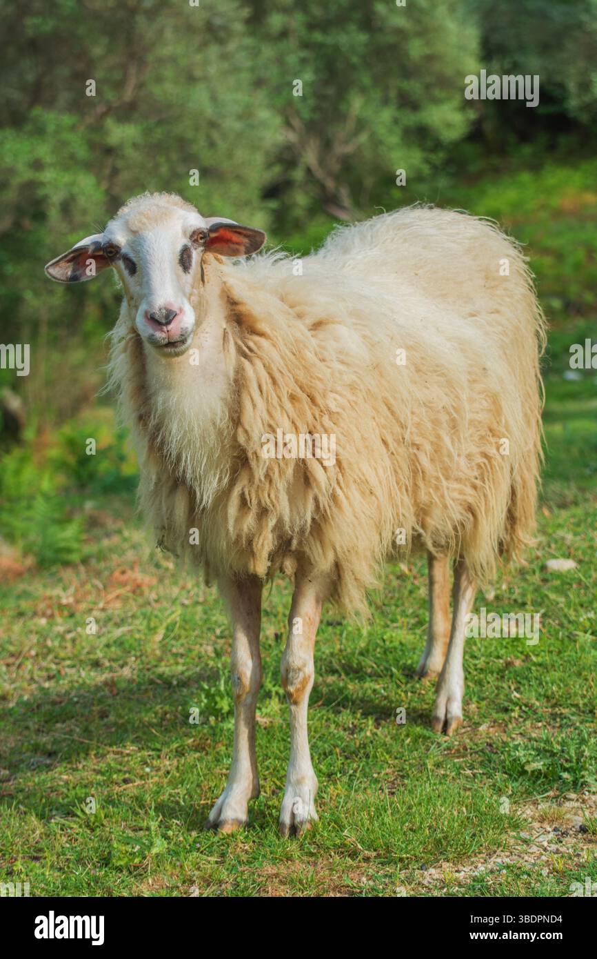 Ritratto della pecora di Pramenka (Ovis aries) con testa corta. Indigena del Montenegro e delle regioni balcaniche. Utilizzato per la produzione di formaggio, lana e carne. Foto Stock