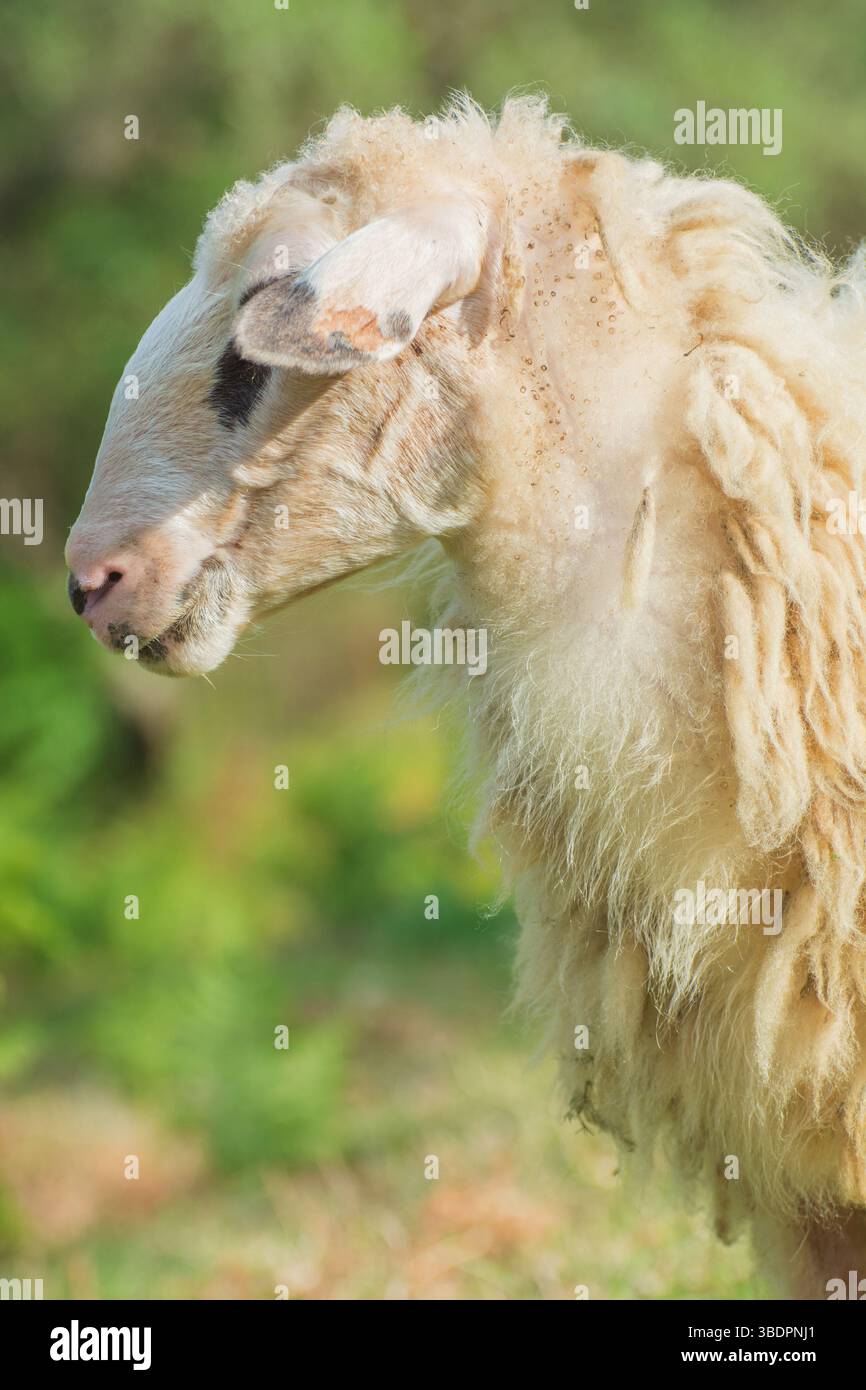 Ritratto della pecora di Pramenka (Ovis aries) con testa corta. Indigena del Montenegro e delle regioni balcaniche. Utilizzato per la produzione di formaggio, lana e carne. Foto Stock