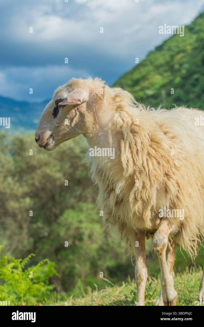 Ritratto della pecora di Pramenka (Ovis aries) con testa corta. Indigena del Montenegro e delle regioni balcaniche. Utilizzato per la produzione di formaggio, lana e carne. Foto Stock