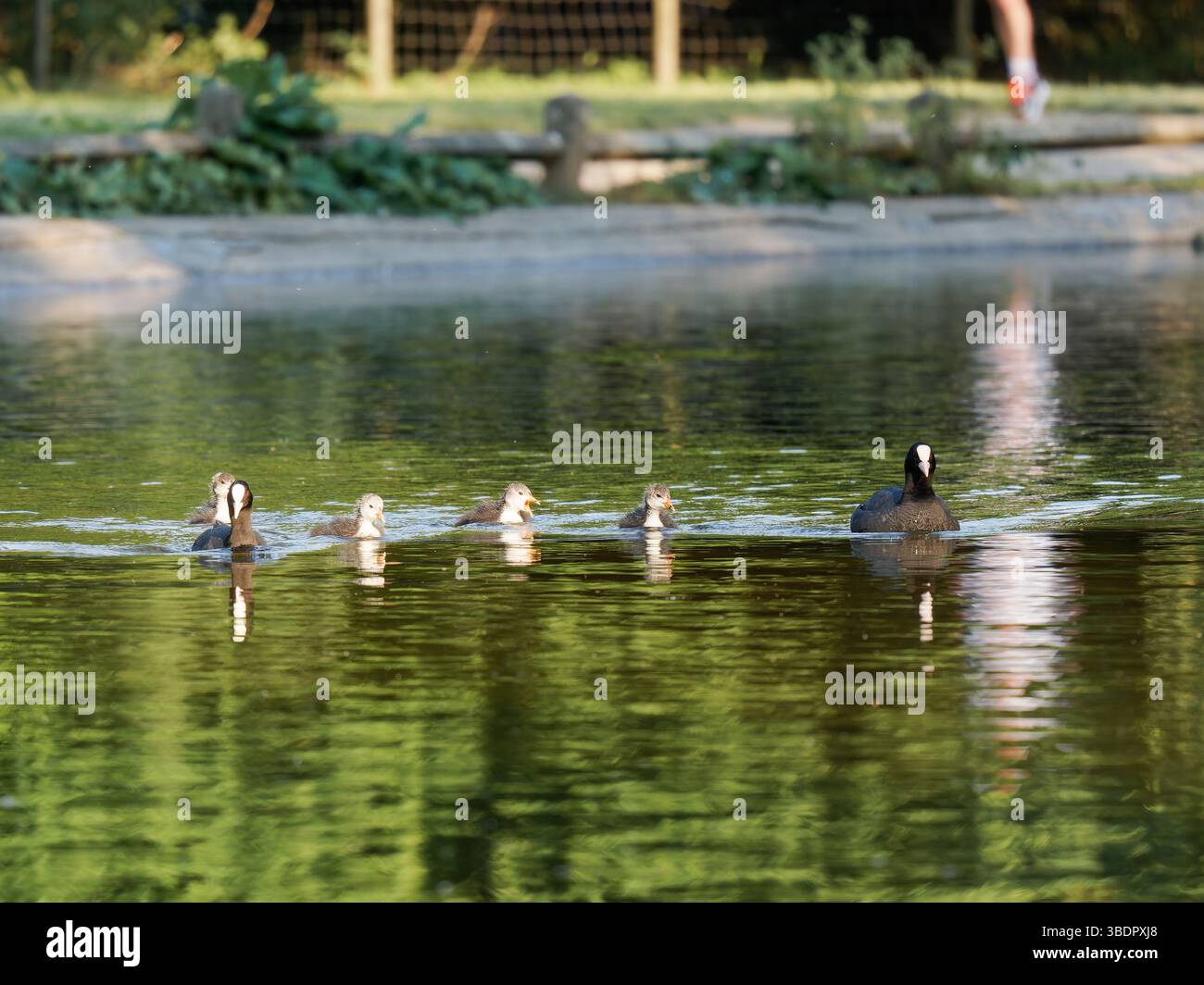 Una famiglia di cozze eurasiatiche (Fulica atra), tra cui uccelli adulti e pulcini soffici, che nuotano su uno stagno a Mare Saint James, Bois de Boulogne, Parigi. UR Foto Stock