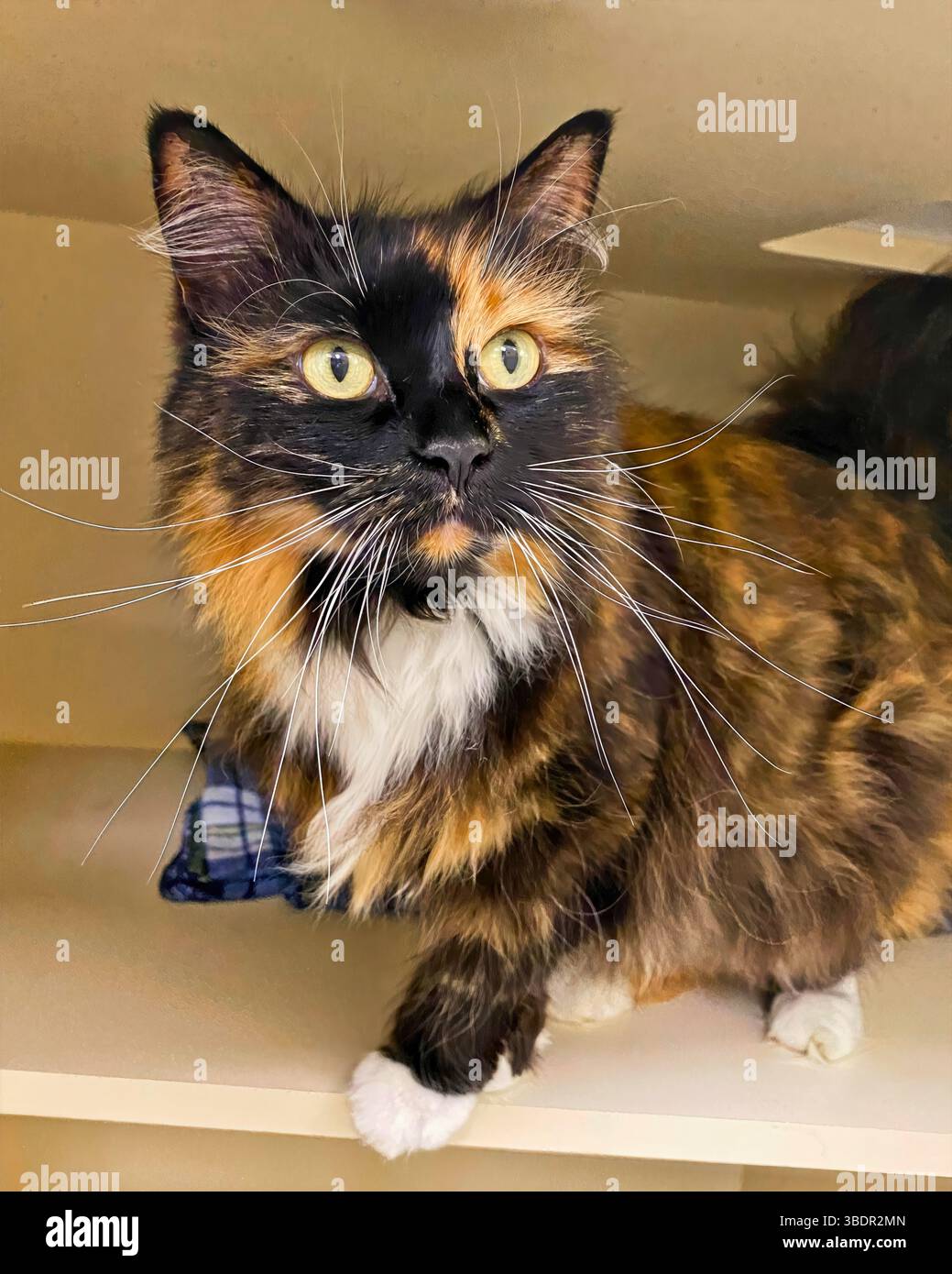 San Francisco, California, Stati Uniti – marzo 30 2025: Un gatto con i capelli lunghi riposa in un cubicolo di rifugio, guardando fuori con gli occhi larghi. Foto Stock