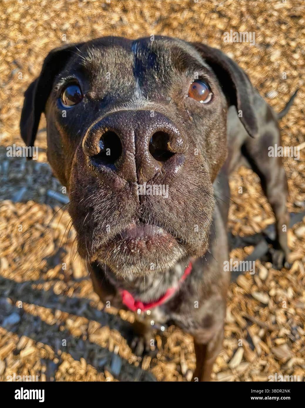 San Francisco, California, Stati Uniti – marzo 30 2025: Un cane nero si avvicina curiosamente in un cortile di riparo di trucioli, dominando il naso. Foto Stock