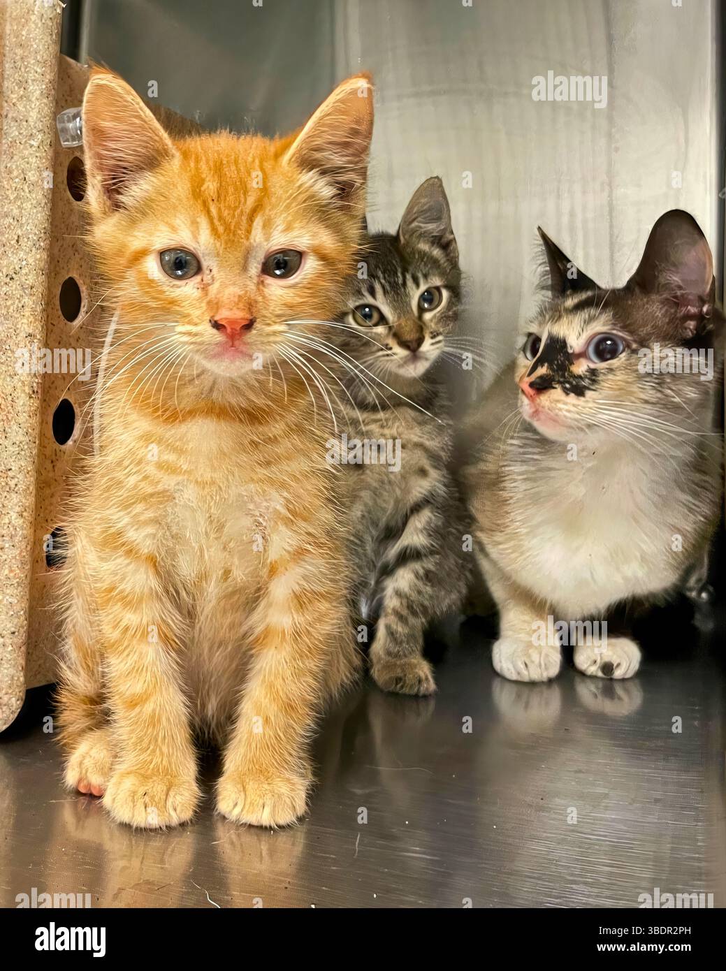 San Francisco, California, Stati Uniti – marzo 30 2025: Tre giovani gattini, tra cui un tabby allo zenzero, aspettano all'interno del cubo di metallo per l'adozione Foto Stock