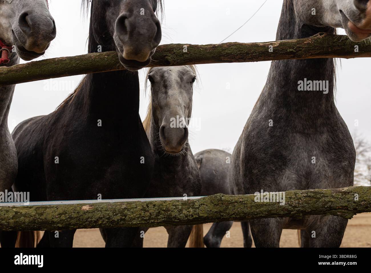 Slavonija, Croazia. Un elegante cavallo lipizzano in primo piano di un vasto pascolo, Foto Stock