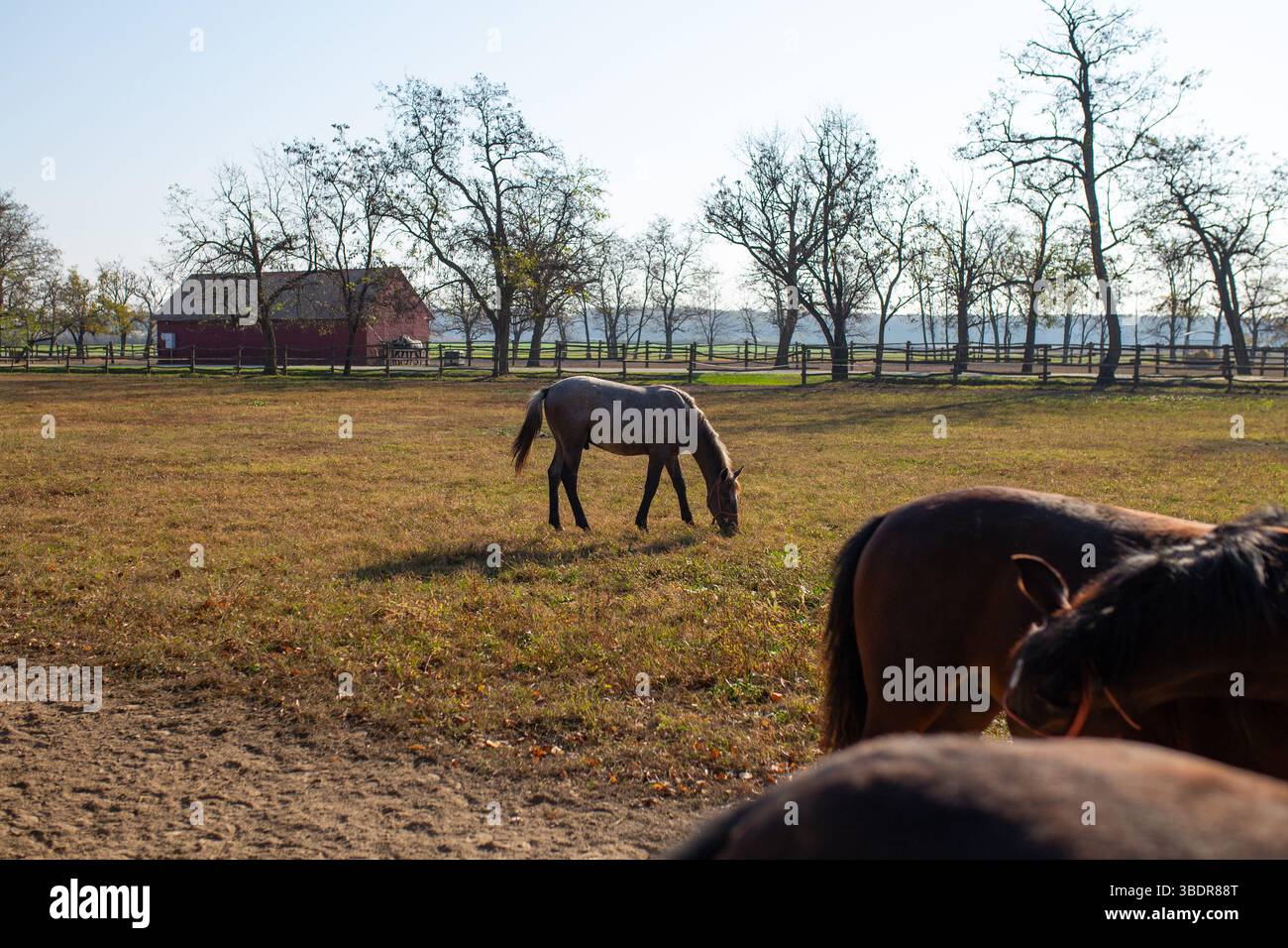 Slavonija, Croazia. Un elegante cavallo lipizzano in primo piano di un vasto pascolo, Foto Stock