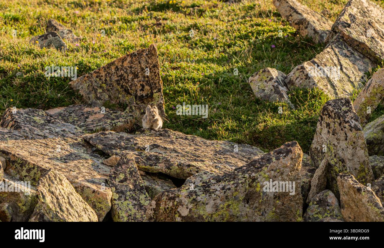 Pika Pops da sotto Una grande roccia sul bordo di Green Grass nel Parco Nazionale delle Montagne Rocciose Foto Stock