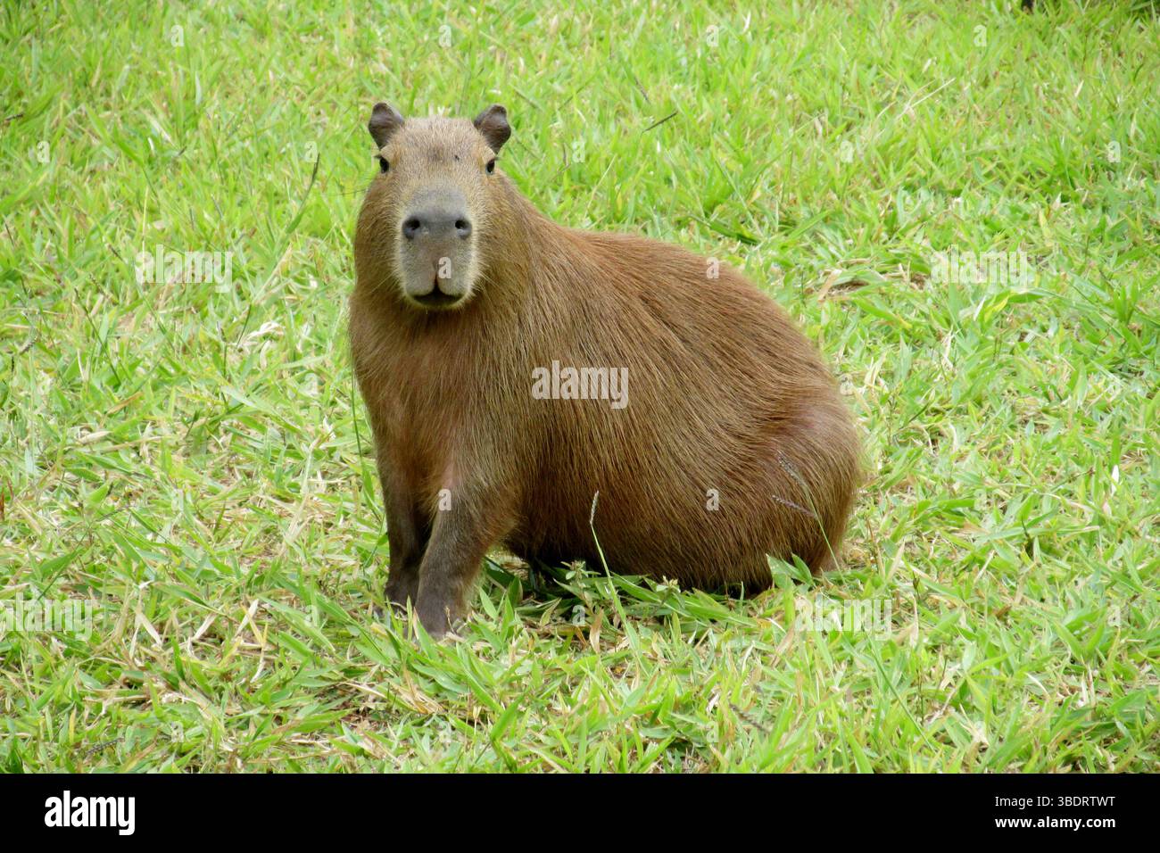 L'animale capybara a Pantanal, in Brasile, seduto sull'erba verde. Fauna selvatica della giungla tropicale in Sud America. Roditore gigante del Capybara Foto Stock