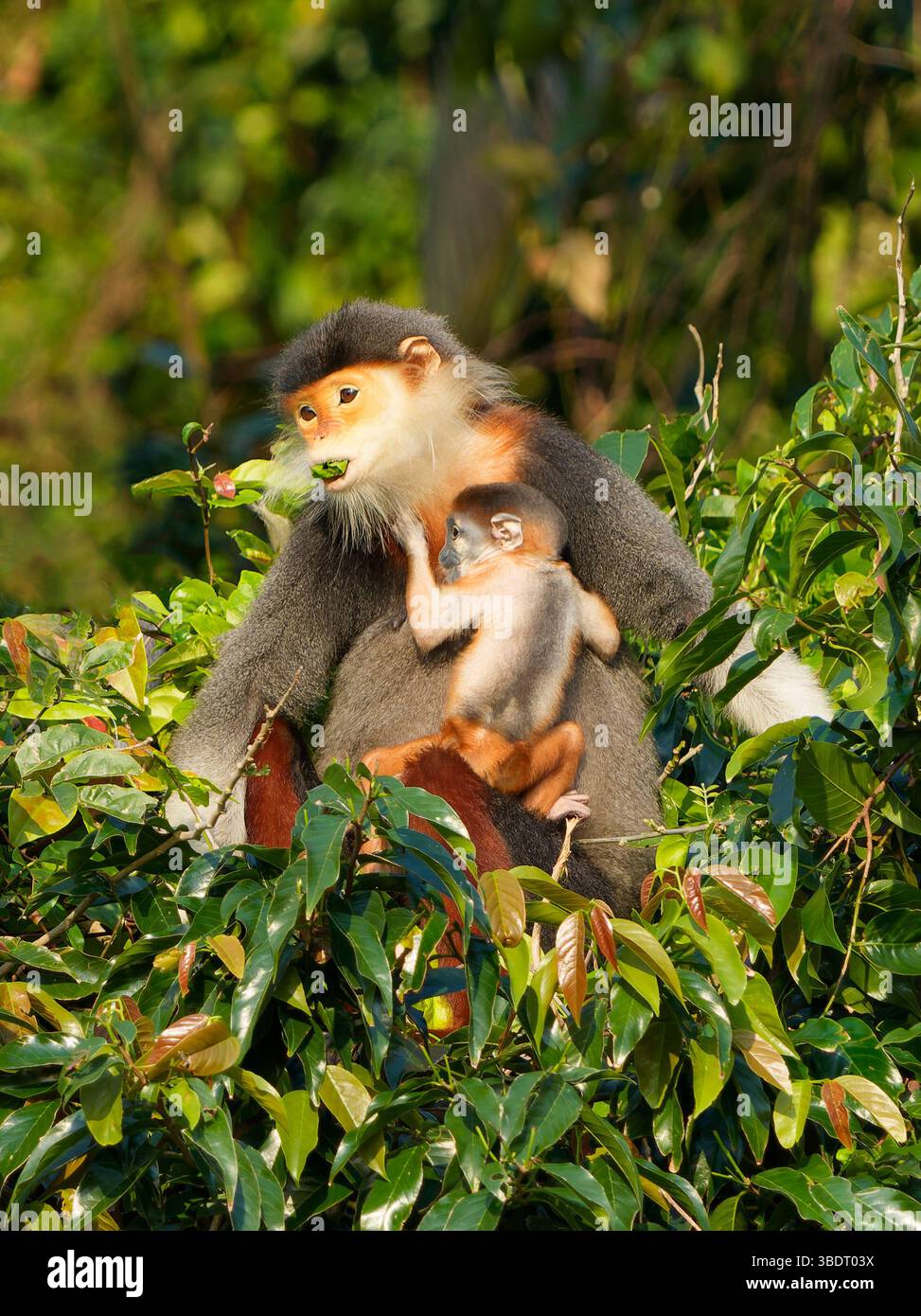 Red-shanked Douc mamma e bambino in braccio, guardando a sinistra Foto Stock