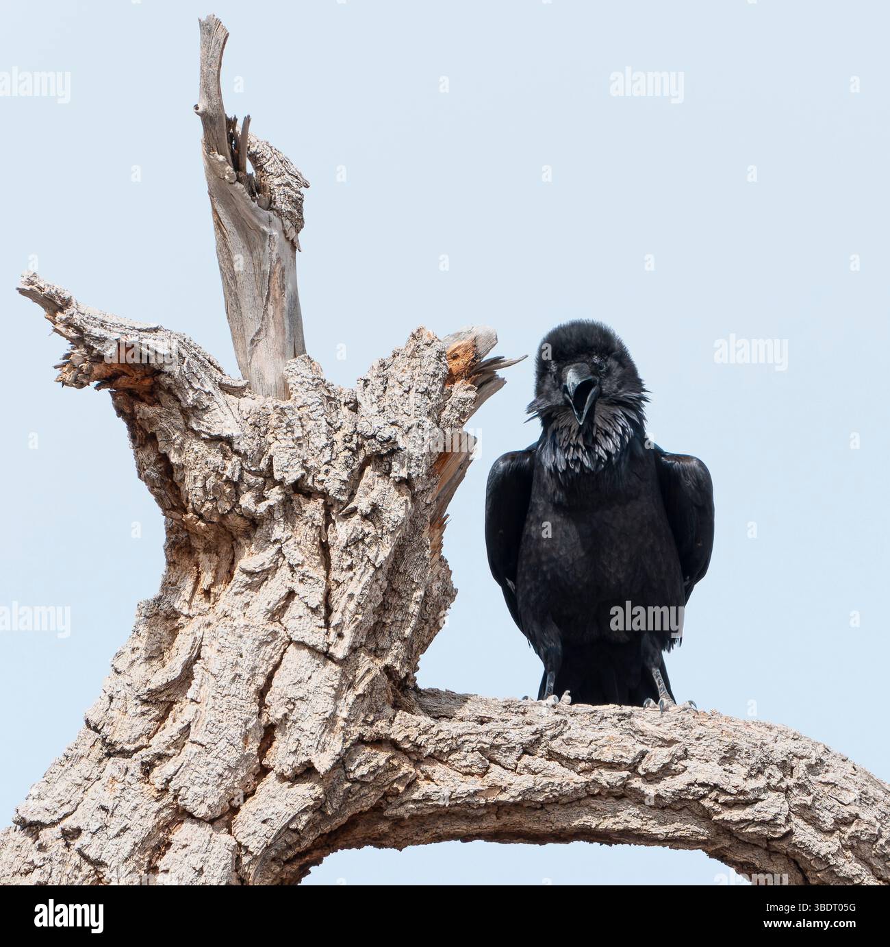 Raven (Corvus corax) appollaiato su un serpente con contatto diretto con gli occhi Foto Stock