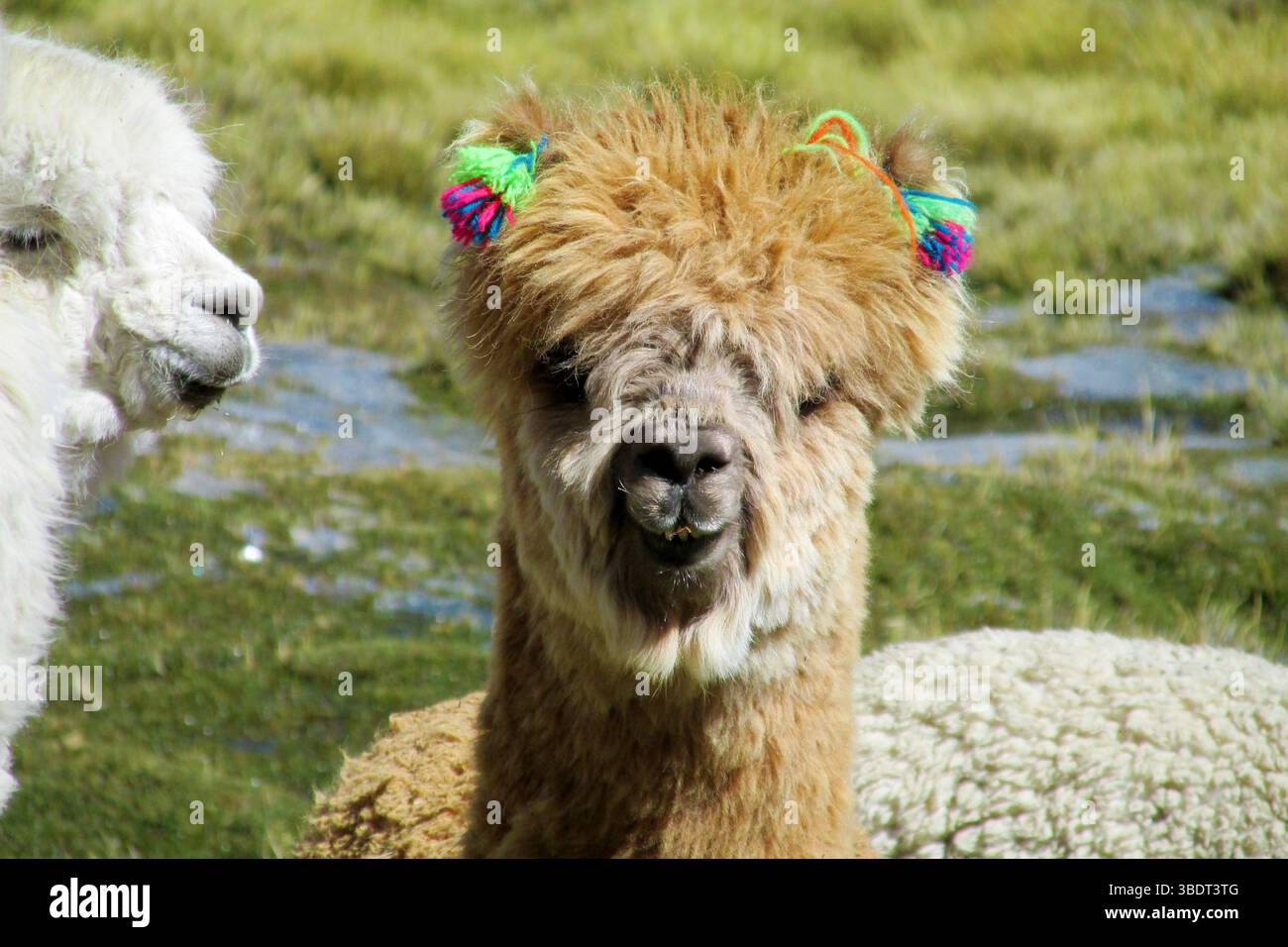 Soffici lama e alpaca pelosi nella natura selvaggia sull'erba verde del prato di montagna ad alta quota. Mandrie di lama e alpaca sulle Ande Foto Stock Soffici lama e alpaca pelosi nella natura selvaggia sull'erba verde del prato di montagna ad alta quota. Mandrie di lama e alpaca sulle Ande Foto Stock