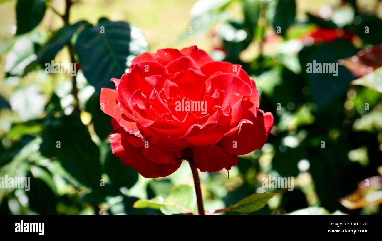 Primo piano delle rose Red Garden Foto Stock