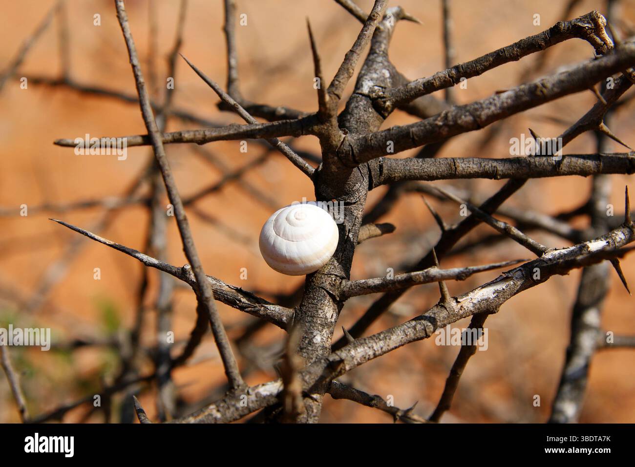 Guscio di lumaca bianco appoggiato su cespuglio secco e spinoso in un ambiente arido del deserto, simbolo di sopravvivenza e adattamento in condizioni difficili Foto Stock