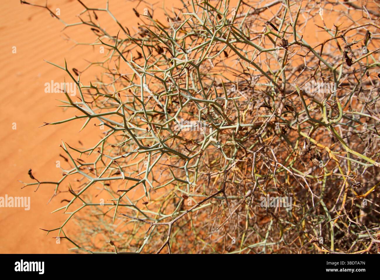 Primo piano di un arbusto secco e spinoso del deserto contro le dune di sabbia rossa, mostrando strategie di sopravvivenza delle piante in ambienti aridi estremi Foto Stock