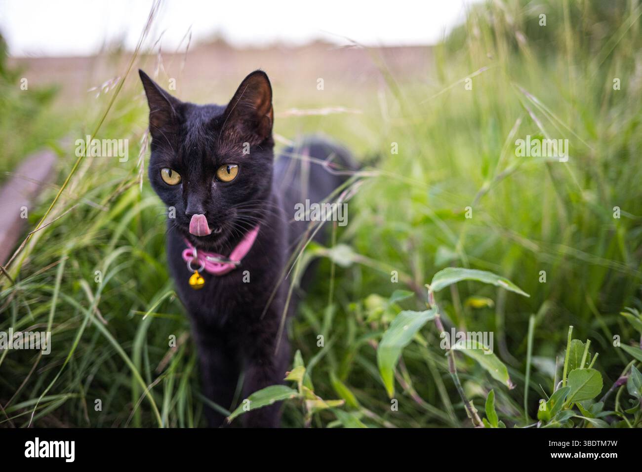 Gatto in giardino Foto Stock