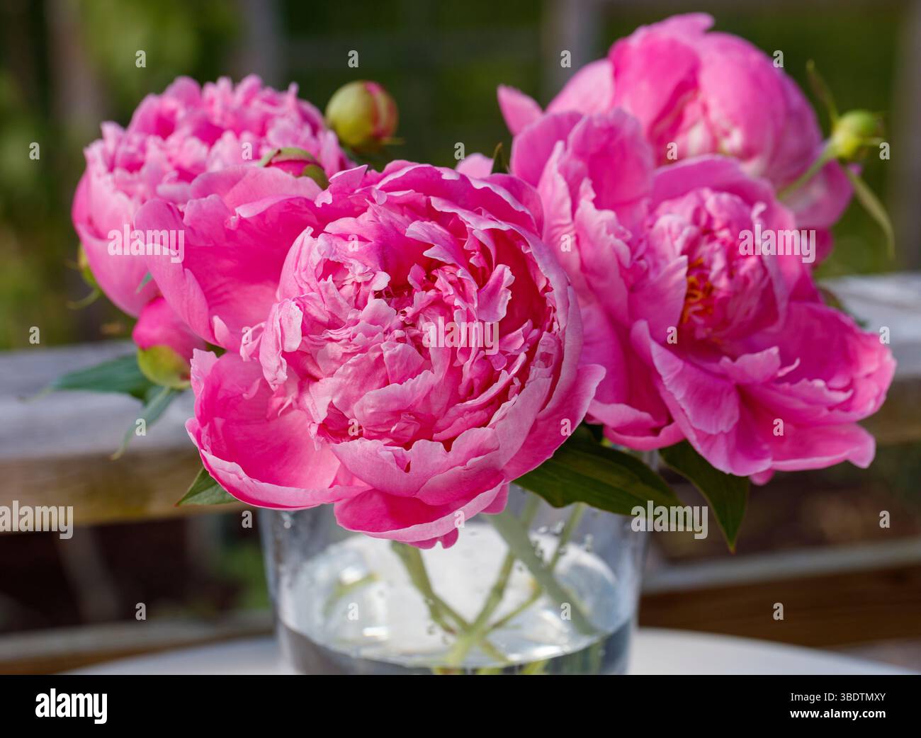 "Dr. Alexander Fleming" peonia comune da giardino, Luktpion (Paeonia lactiflora) Foto Stock