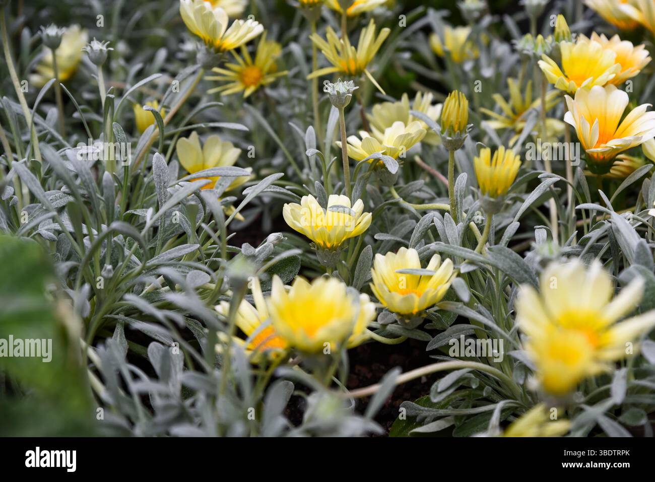 La Gazania gialla rigenisce i fiori nel giardino tropicale di Singapore con foglie d'argento tenui e densa fioritura solare Foto Stock