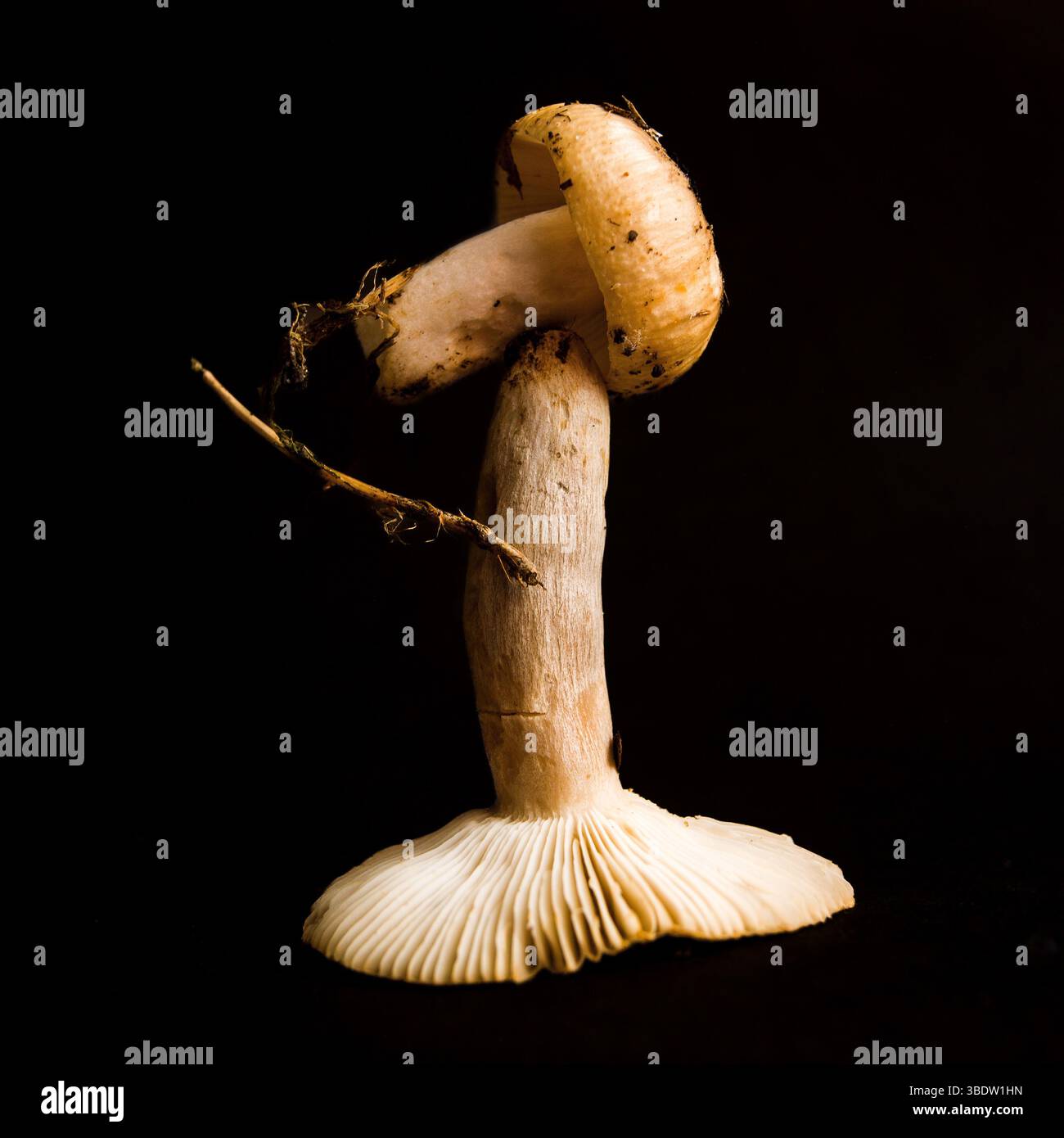 Due funghi distinti si sovrappongono in una disposizione artistica su una superficie scura, evidenziandone le trame e le forme Foto Stock