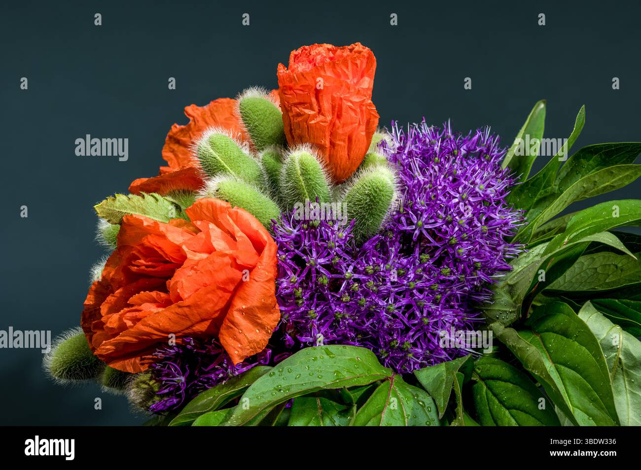 Un primo piano colorato di una composizione floreale con fiori di Allium viola, tulipani arancioni e Cardo piccante su sfondo scuro Foto Stock