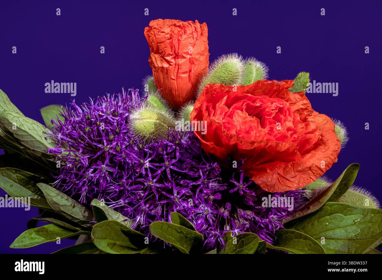 Un primo piano colorato di una composizione floreale con fiori di Allium viola, tulipani arancioni e Cardo piccante su sfondo scuro Foto Stock