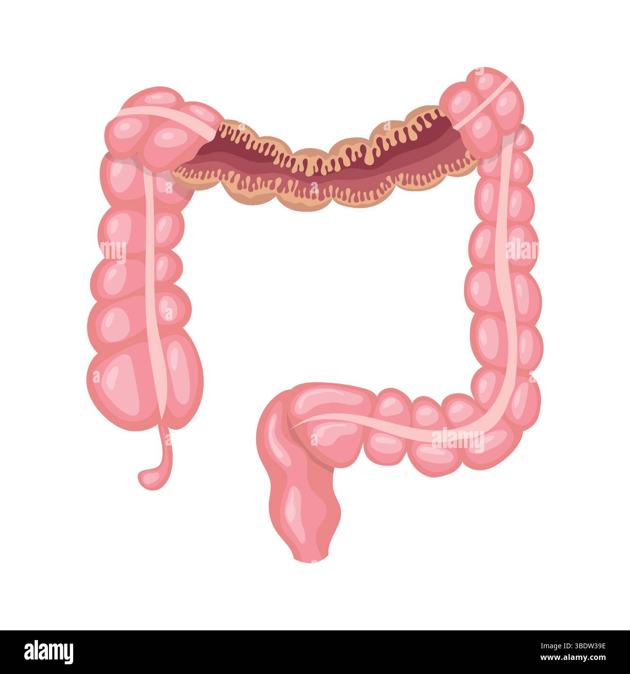 Sezione trasversale che rivela la struttura interna dell'intestino crasso, caratterizzata dai coloni ascendente, trasversale, discendente e sigmoide, retto, an Illustrazione Vettoriale