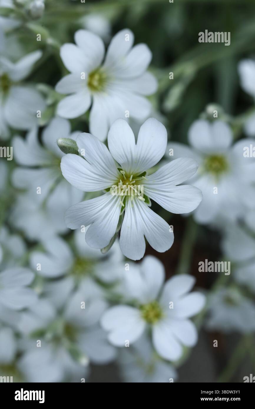 Bellissimi fiori bianchi di Cerastium tomentosum nel giardino . Sfondo floreale con fiori bianchi. Foto Stock