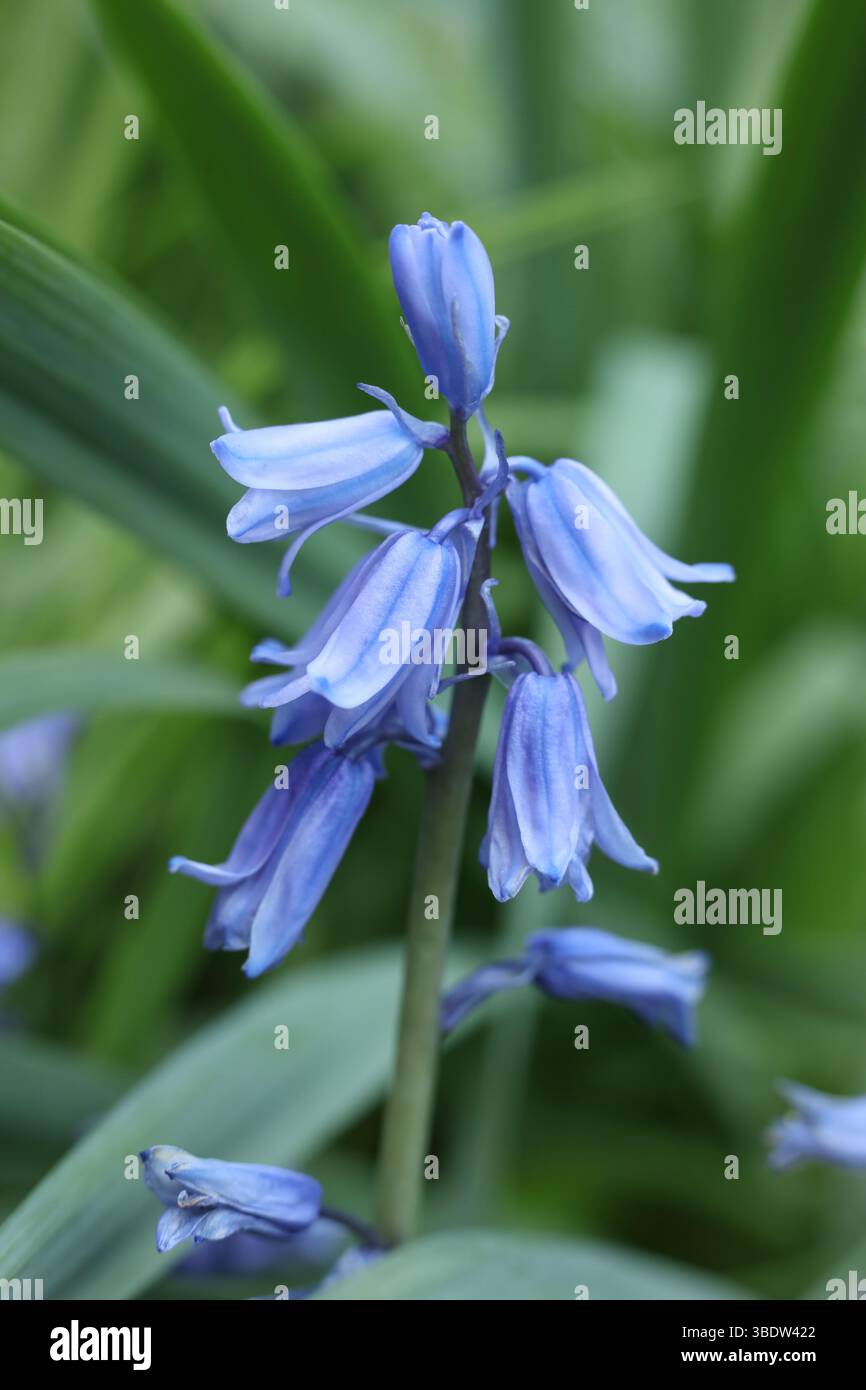 Hyacinthoides hispanica, il campanello spagnolo o fiore di Giacinto nel giardino primaverile Foto Stock