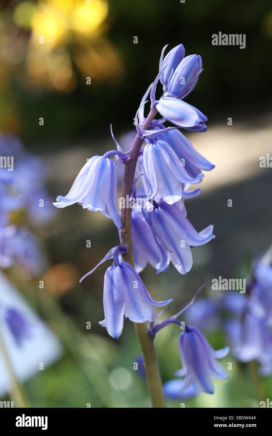Hyacinthoides hispanica, il campanello spagnolo o fiore di Giacinto nel giardino primaverile Foto Stock